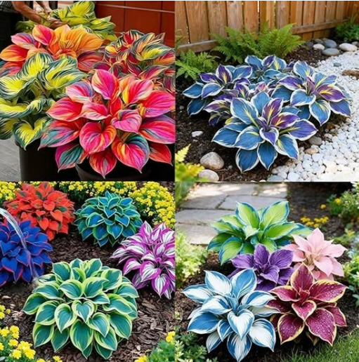 Shade-Tolerant and Cold-Hardy Hosta Flower-