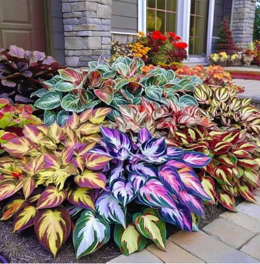 Shade-Tolerant and Cold-Hardy Hosta Flower-