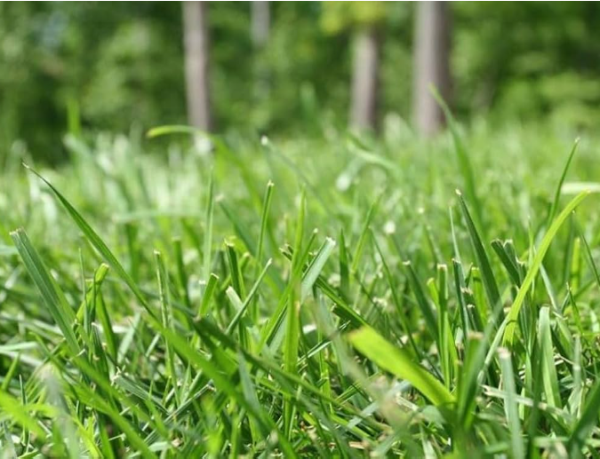 "Grass Seeds Hybrid Best For Your Beautiful Home Gardening