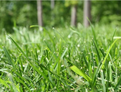"Grass Seeds Hybrid Best For Your Beautiful Home Gardening