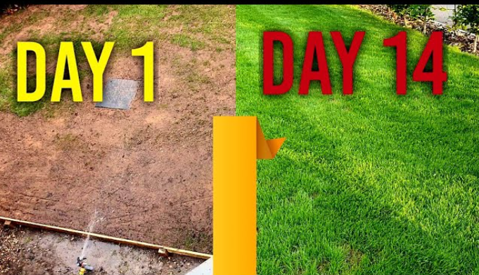 "Grass Seeds Hybrid Best For Your Beautiful Home Gardening