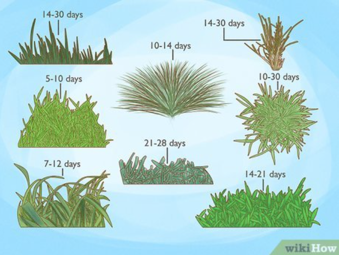 "Grass Seeds Hybrid Best For Your Beautiful Home Gardening