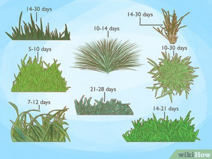 "Grass Seeds Hybrid Best For Your Beautiful Home Gardening